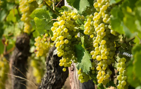 Ripe, Fruit, Grapes, Sweet, Vine