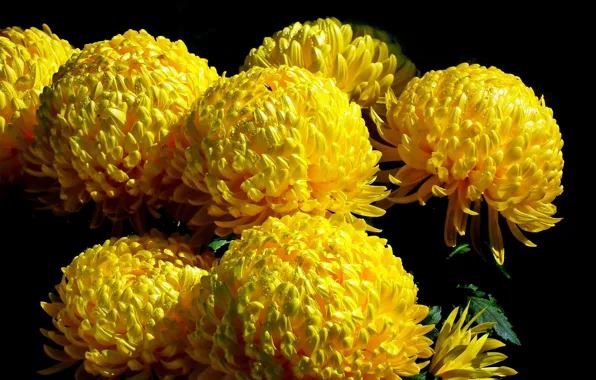 Drops, macro, flowers, bouquet, yellow, caps, black background, chrysanthemum
