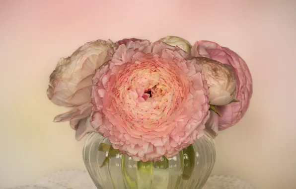 Picture vase, pink, Ranunculus, Ranunculus asiaticus