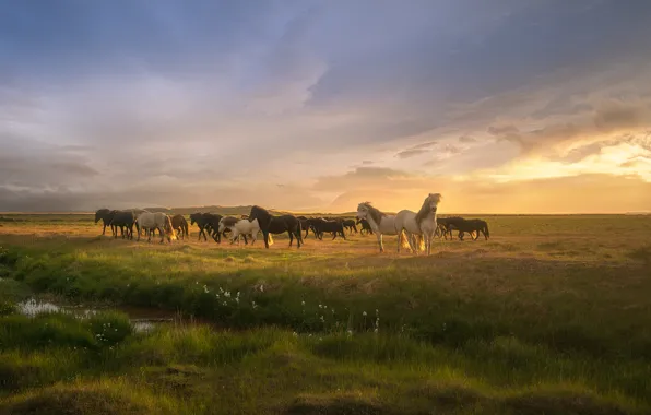 Grass, clouds, The sun, horse, grass, clouds, horses, Andrey Bazanov
