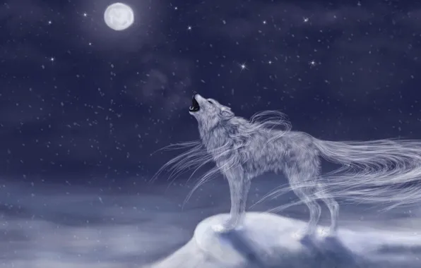 Cold, the sky, snow, night, animal, the moon, wolf, art
