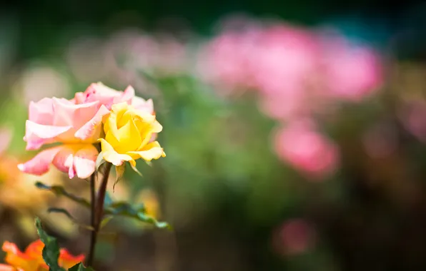 Summer, light, flowers, nature