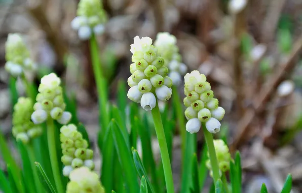 Picture flowers, white, Muscari, spring