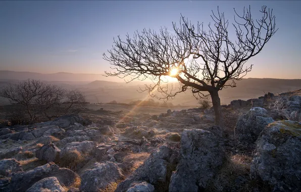 Trees, landscape, stones