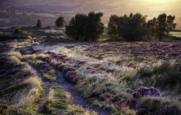 Road, field, landscape