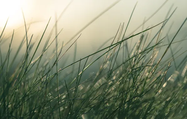 Picture grass, the sun, stem