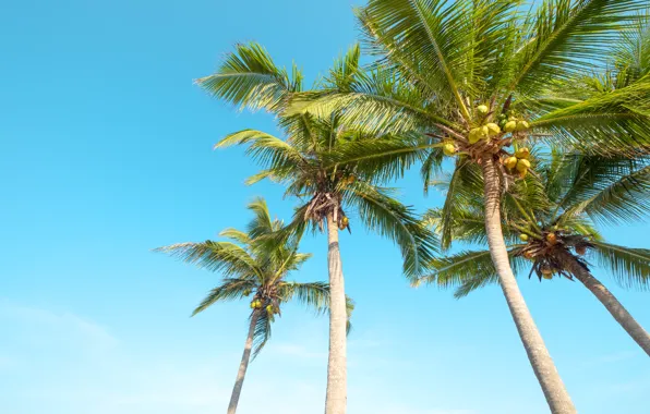Picture beach, summer, the sky, palm trees, shore, summer, beach, seascape