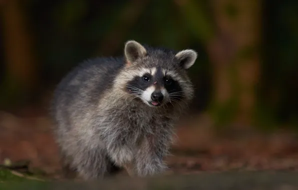 Raccoon, bokeh, Raccoon