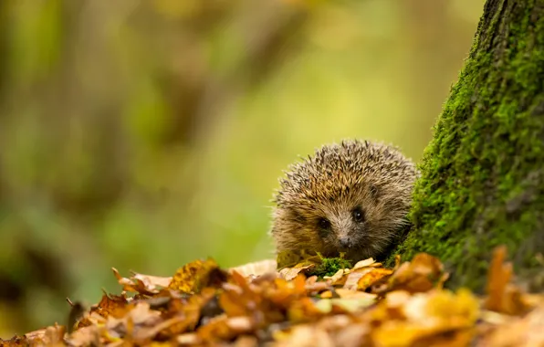 Picture autumn, leaves, tree, animal, foliage, moss, yellow, Hedgehog