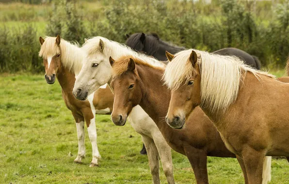 Greens, field, summer, grass, look, horses, horse, pasture