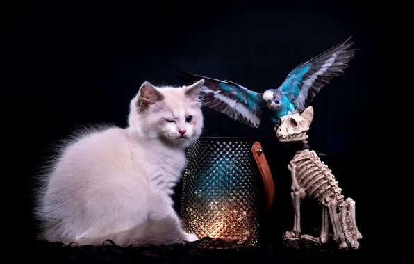Cat, look, pose, the dark background, kitty, box, bird, parrot