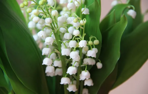 Flowers, bouquet, spring, white, lilies of the valley, Lily of the valley