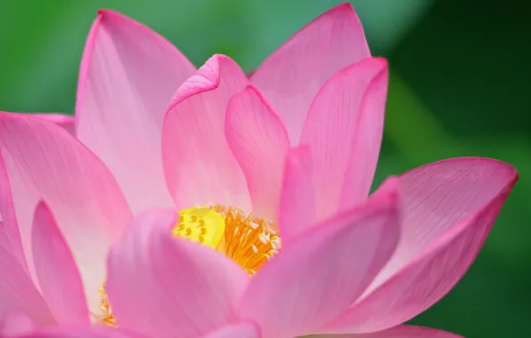 Flowers, petals, Lotus