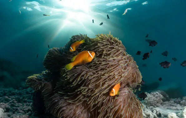 Sea, fish, corals