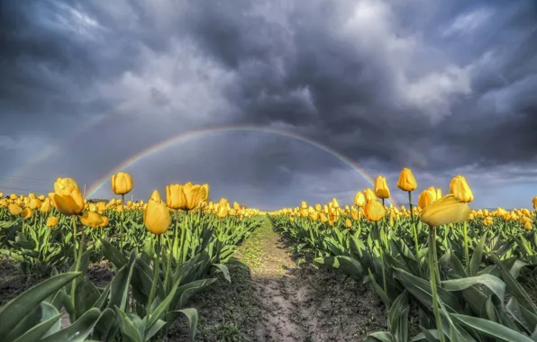 Field, landscape, clouds, nature, beauty, rainbow, tulips, nature