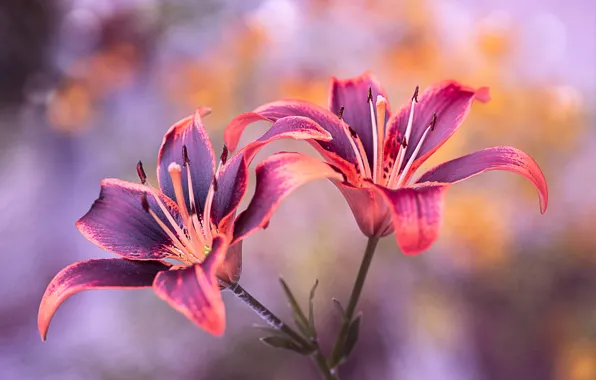 Picture flowers, nature, Lily, stamens, pistils, bokeh