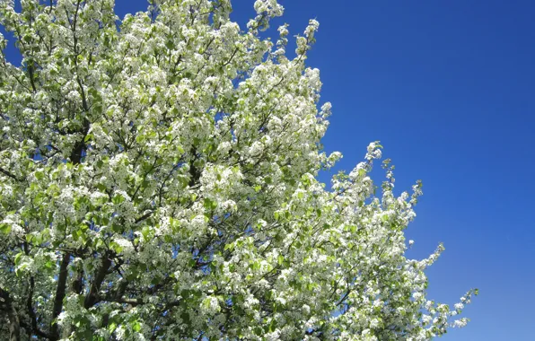 Picture the sky, tree, spring, white, flowering, sky, blossom, tree