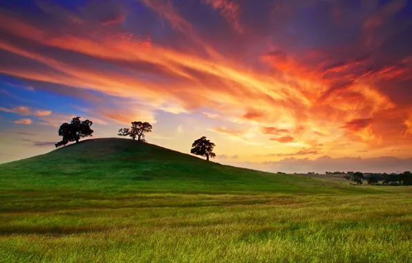 Field, the sky, grass, clouds, trees, sunset, spring, CA