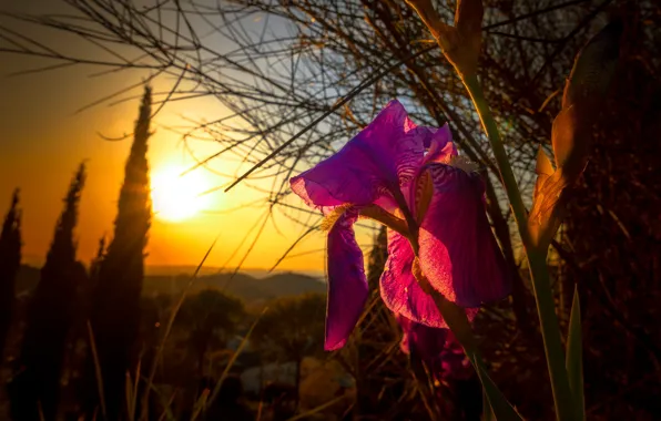 Flower, summer, the sun, light, trees, sunset, branches, bright