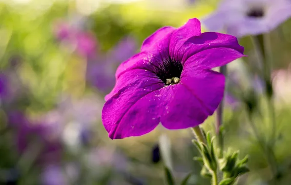 Summer, macro, flowers, Petunia
