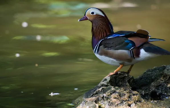 Water, nature, pond, background, bird, stone, duck, pond