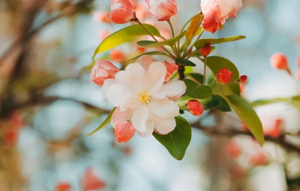 Picture flower, pink, branch, spring, Apple, flowering, flower, pink