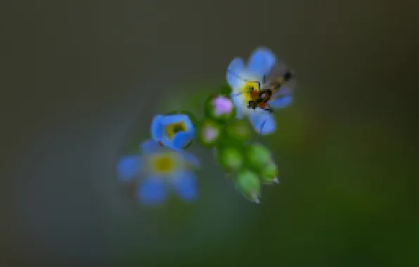 Flower, nature, petals, insect