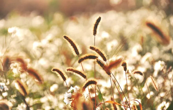 Picture grass, flowers, spikelets