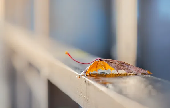 Leaves, macro, background