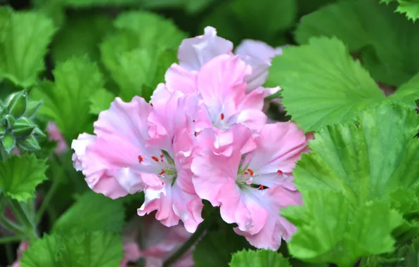 Flowers, pink, flowering, geranium, room rastenie