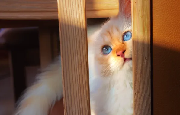 Cat, cat, look, light, Board, furniture, portrait, shadow