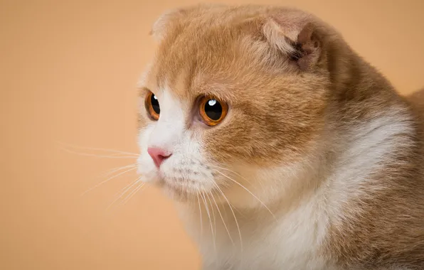 Cat, cat, look, pose, portrait, fold, orange background, face