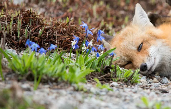 Flowers, glade, sleep, spring, Fox, sleeping, lies, face