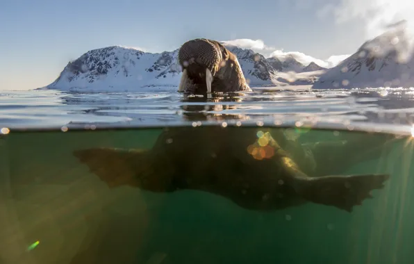 Picture sea, glare, walrus