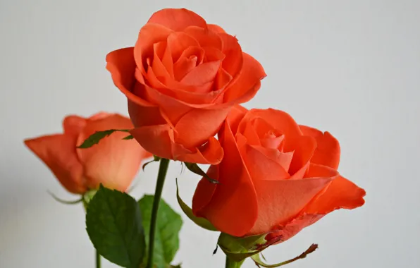 Picture macro, roses, petals, buds, the bushes