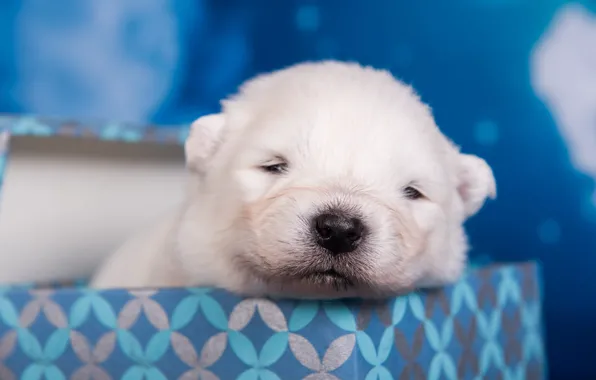 White, box, stay, dog, baby, muzzle, puppy, photoshoot
