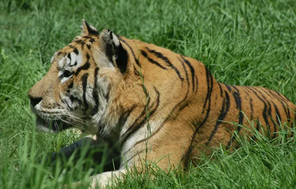 Tiger, Cat, Zoo