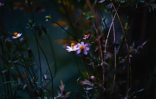 Color, Flower, Plant, Plants, Flower, Flowers, Color, Flora