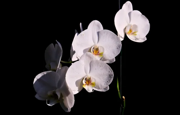 Picture drops, flowers, white, black background, Orchid