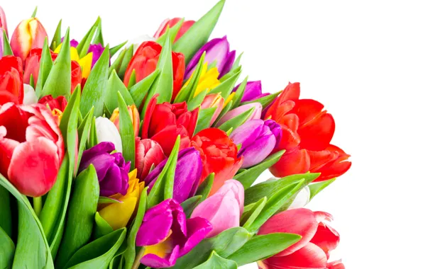 Picture colorful, tulips, flowers, tulips