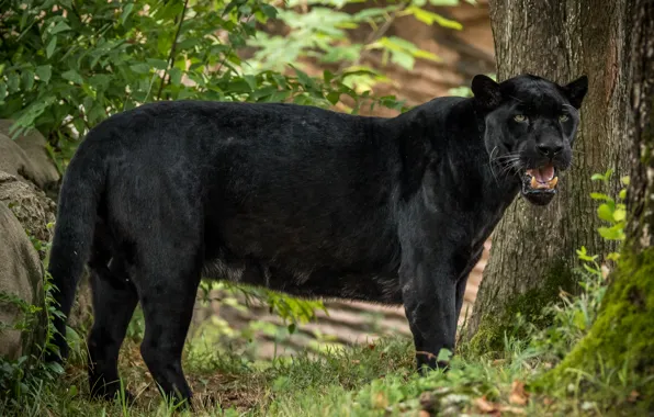 Look, nature, predator, Jaguar