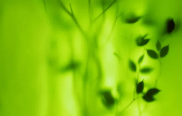 Greens, leaves, blur