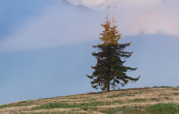 Grass, tree, slope, bumps