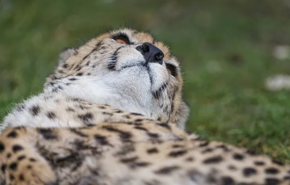 Picture cat, face, nose, Cheetah, ©Tambako The Jaguar