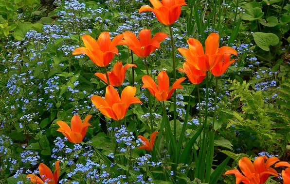 Field, grass, flowers, meadow