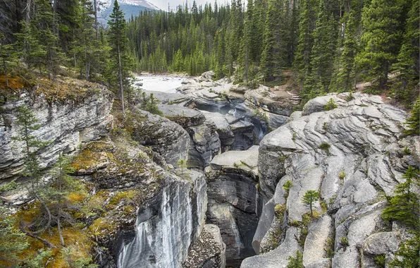 Picture forest, trees, mountains, stream, stones, rocks, Banff National Park, Alberta