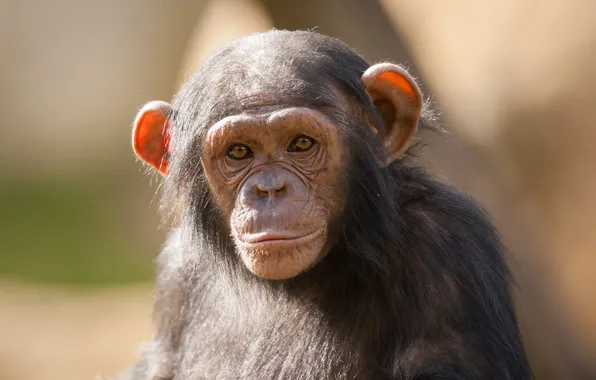Look, face, monkey, cub, chimpanzees