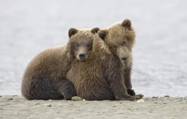 Picture bears, Animals, bears, grizzly