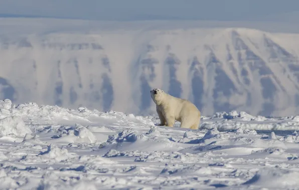 Winter, white, snow, mountains, nature, height, bear, the snow
