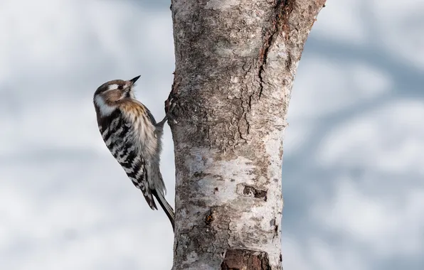 Tree, bird, lesser sharp-winged woodpecker